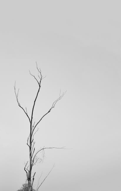 Bare tree branches against sky